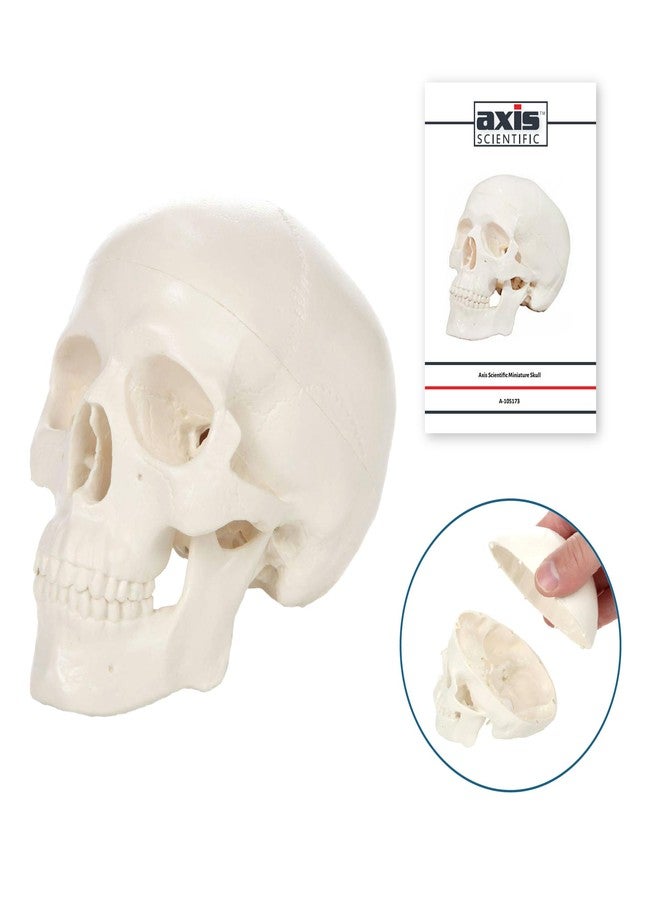 Axis Scientific Miniature Human Skull Model, 3.5" Tall 3-Part Anatomical Mini Human Skull Model with Removable Skull Cap and Moving Jaw, Realistic Skull Anatomy Model Includes Detailed Product Manual, Axis Scientific - Image 3